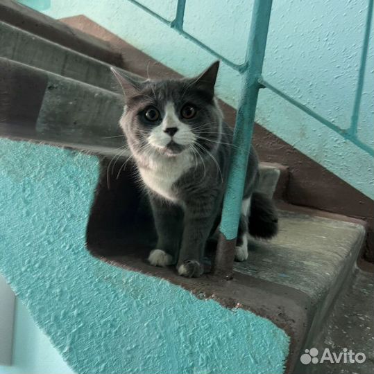 Кошки в добрые руки