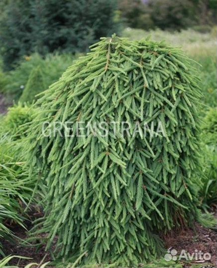 Ель обыкновенная Frohburg/Р15 40-50 см