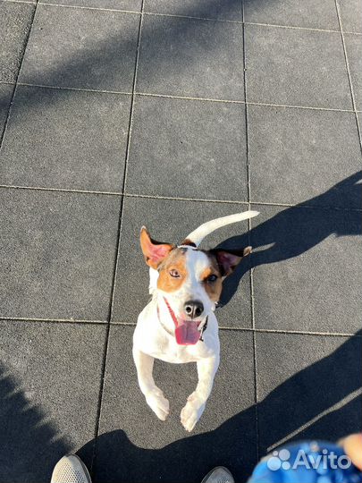 Вязка собак джек рассел