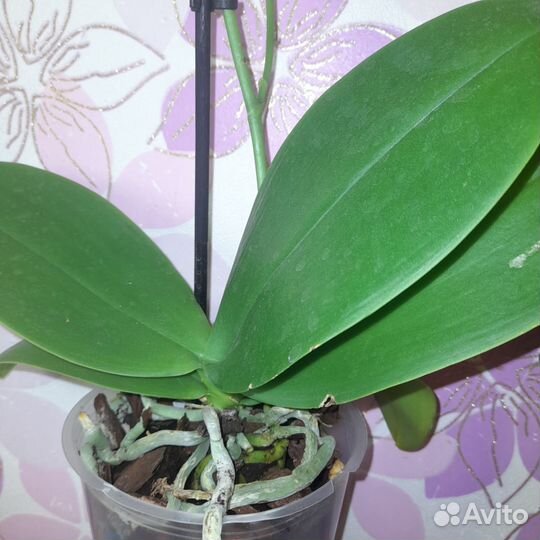 Орхидея фаленопсис миди мультифлора