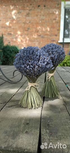 Лаванда. Букет лаванды. Сухоцветы
