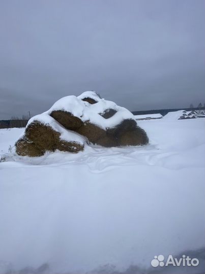 Зерно, сено