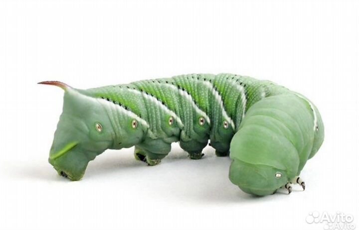 Сверчок, саранча, бражник, зофобас