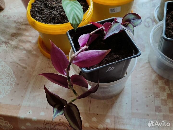 Традесканция зебрина