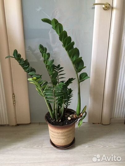 Замиокулькас