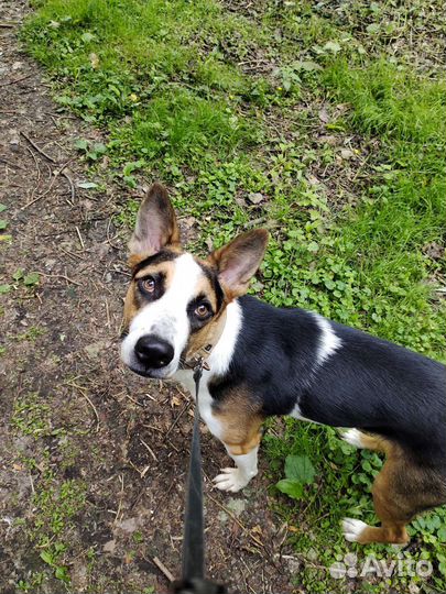 Собака в добрый ручки