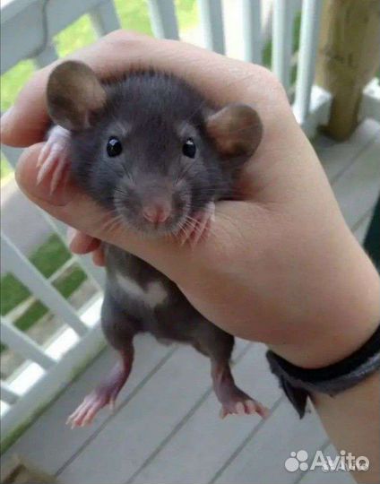 Крыса дамбо