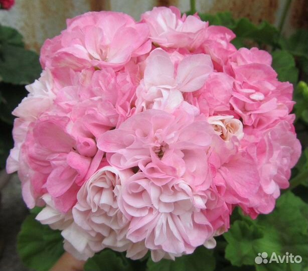 Пеларгонии(герани ) сортовые