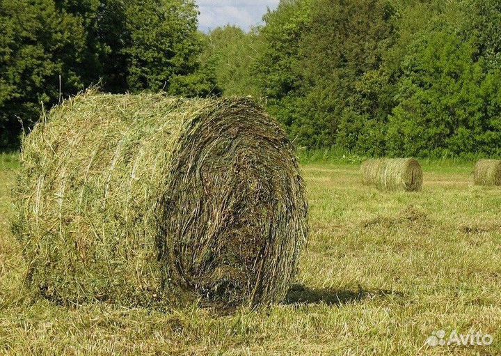 Продаю сено