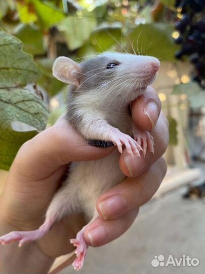 Крыса дамбо