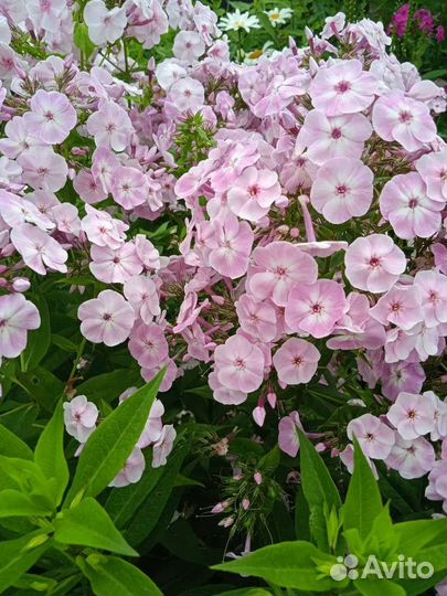 Флоксы