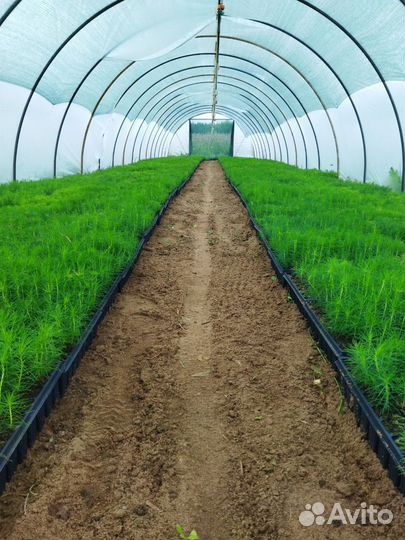 Посадочный материал сосна и ель (окс,зкс)