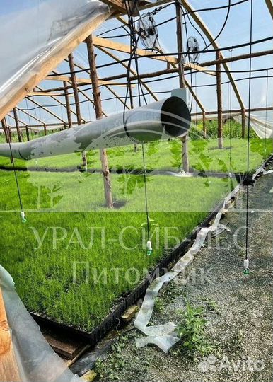 Лиственница Сибирская с зкс сеянцы