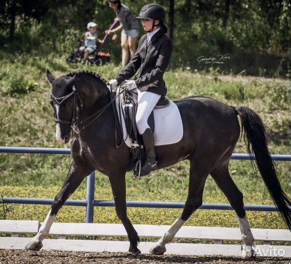 Предлагаю услуги тренера-берейтора по выездке