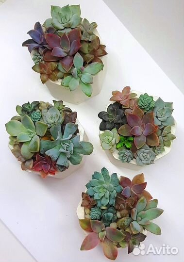 Суккуленты. Мини садики