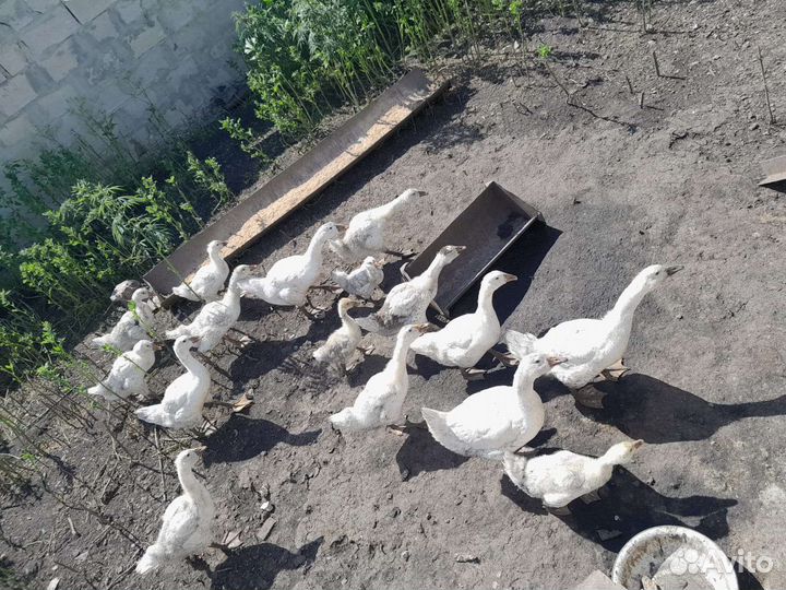 Крупная Линда