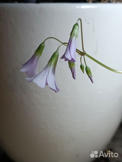 Клевер красный