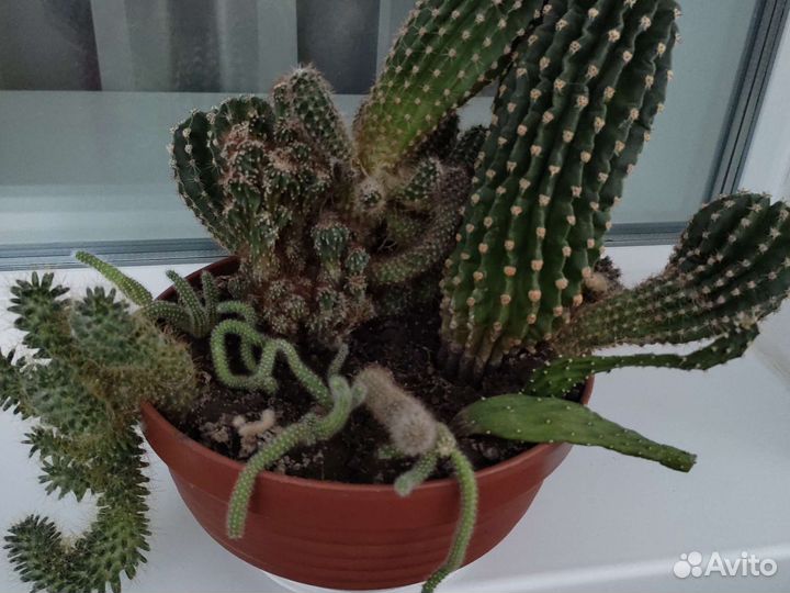 Кактусы, суккуленты