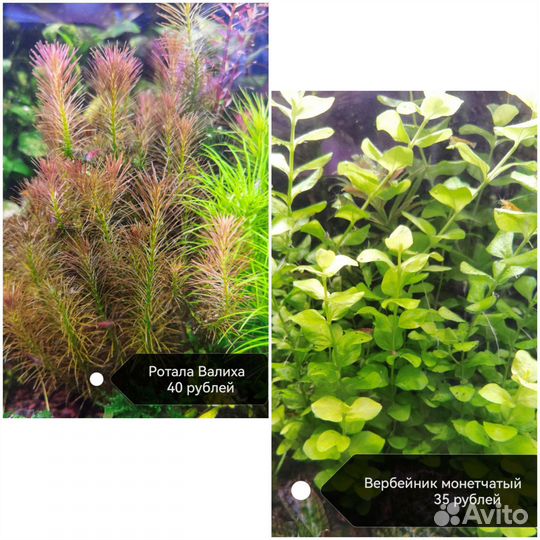 Аквариумные растения