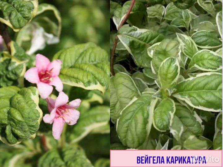 Бересклет Вейгела Гибискус