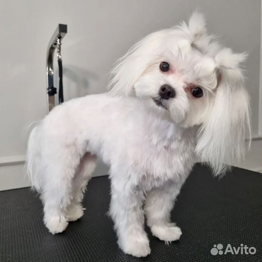 Стрижка собак и кошек