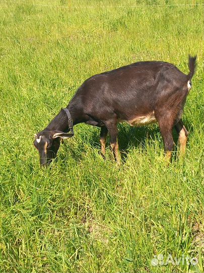 Козы и козлята продажа