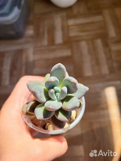 Кактусы и Суккуленты