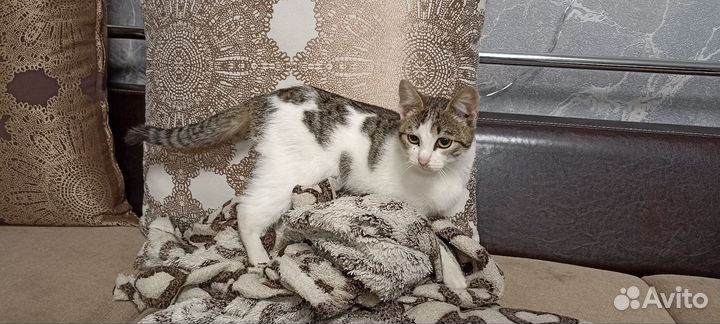 Кошка в добрые руки