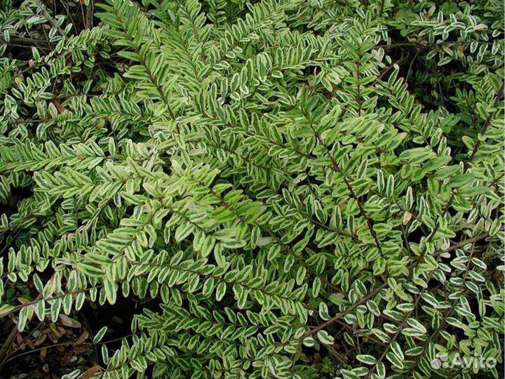 Жимолость вариегата