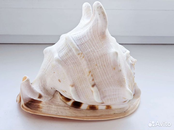 Большая раковина Кассис корнута