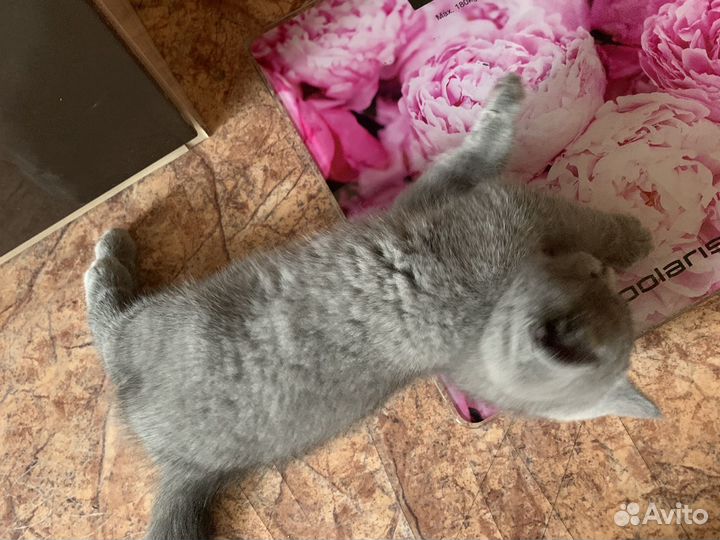 Британские котята