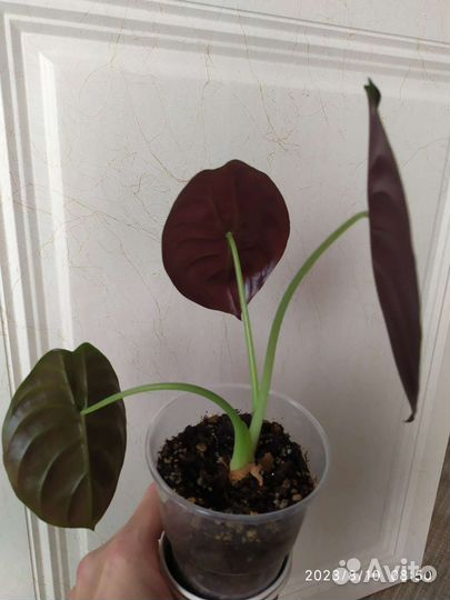 Алоказия медная