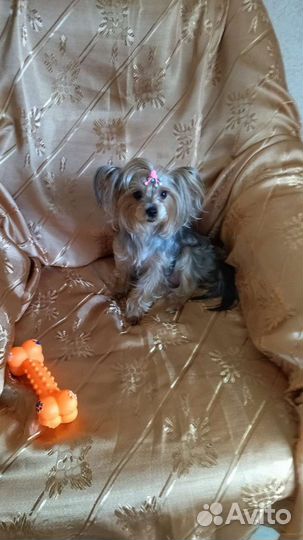 Йоркширский терьер щенки девочки mini