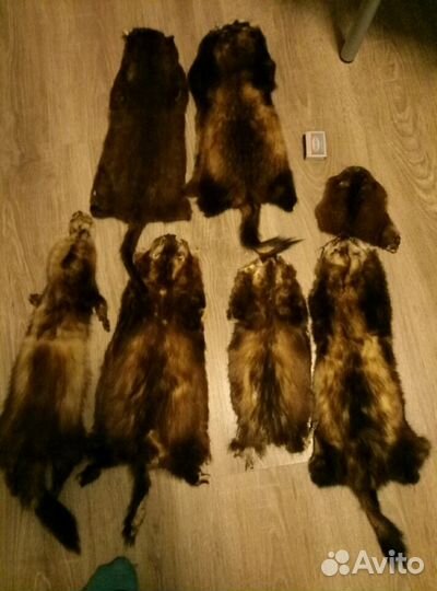 Шкурки хорька