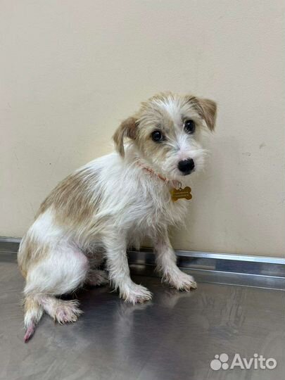 Маленькая собака в добрые руки бесплатно