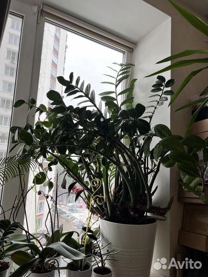 Замиокулькас