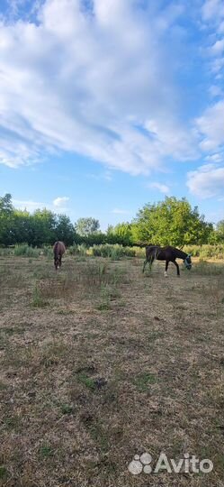 Постой для лошадей