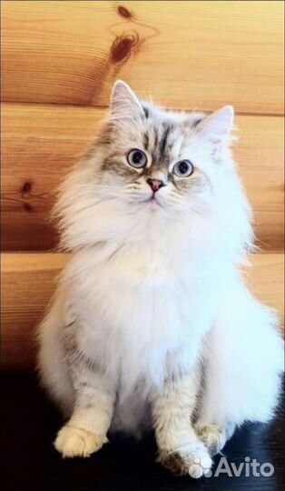 Сибирские котята