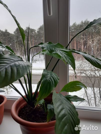 Спатифиллум