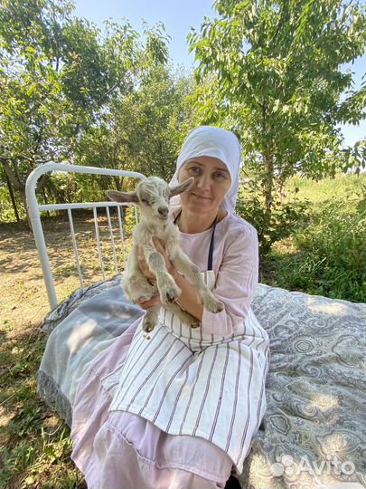 Камерунские козлята