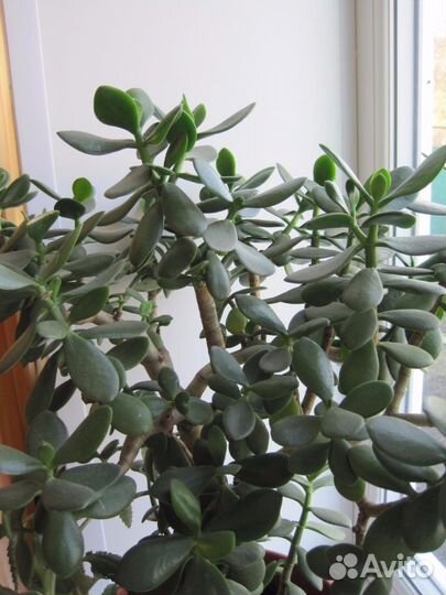 Денежное дерево