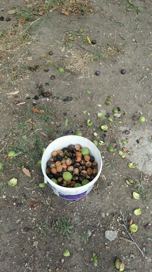 Дом 24 м² на участке 27 сот.