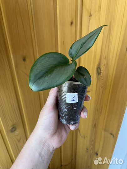 Сциндапсус мунлайт