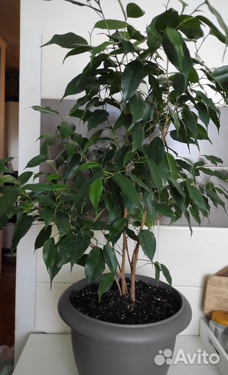 Комнатные растения