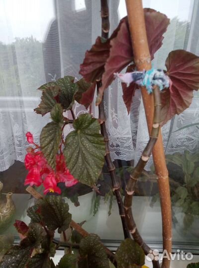 Бегония цветет
