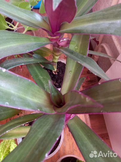 Традесканция Рео