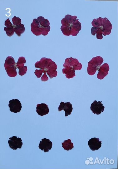 Сухоцветы для творчества, гербарий