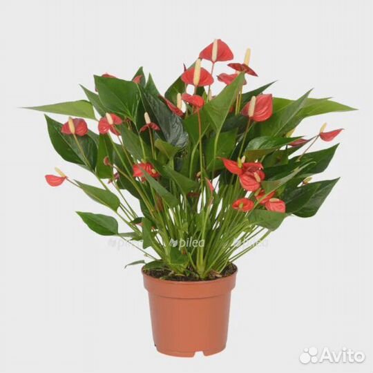 Антуриум красный мужское счастье