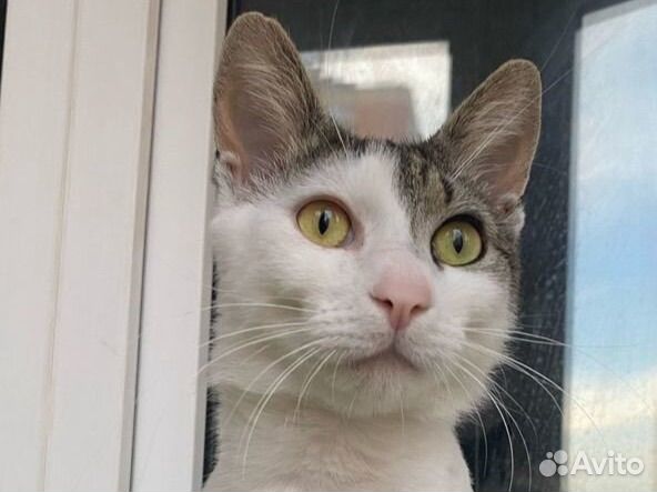 Отдается котик