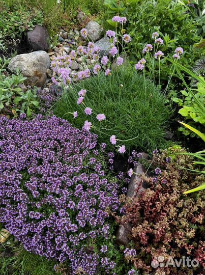 Почвопокровники: тимьян, армерия, седум